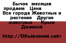 Бычок 6месяцев продаем › Цена ­ 20 000 - Все города Животные и растения » Другие животные   . Крым,Джанкой